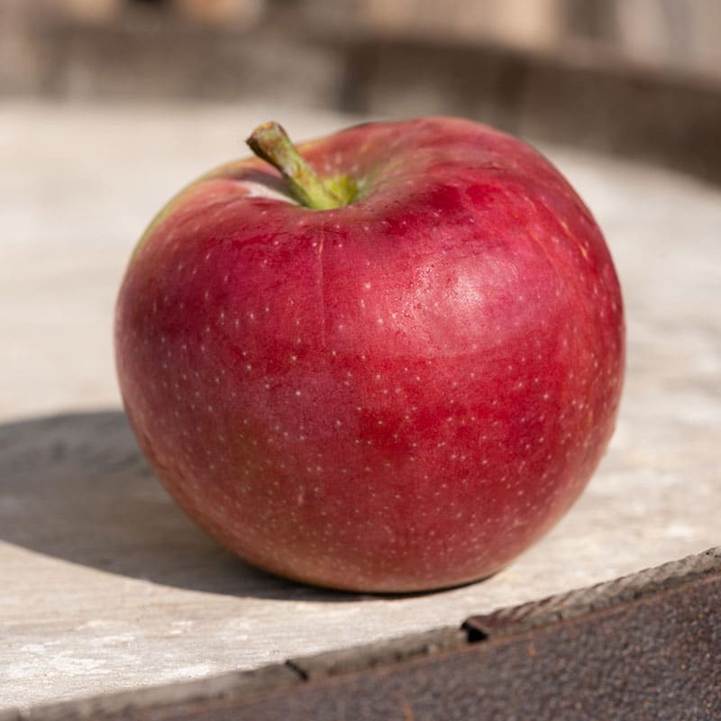 Red - Available Now - MacLaren Orchards